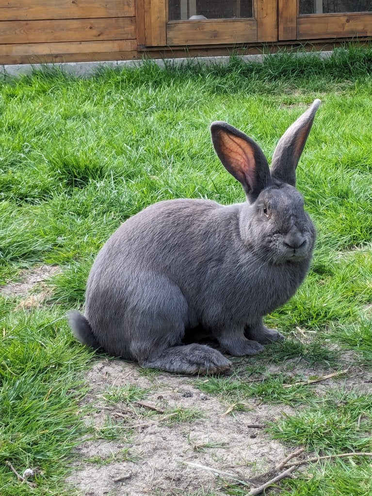 Konijn, Blauw van Ham ter dekking, Dieren en Toebehoren, Konijnen, Mannelijk, Middelgroot, 0 tot 2 jaar