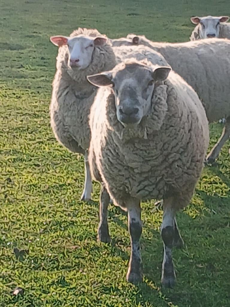 Mooie bok ram, Dieren en Toebehoren, Schapen, Geiten en Varkens