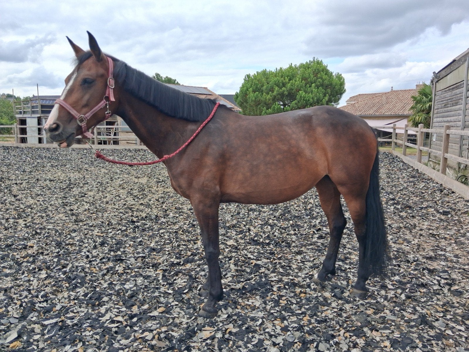 halve stal gezocht/ paard aangeboden, Ophalen, Recreatie