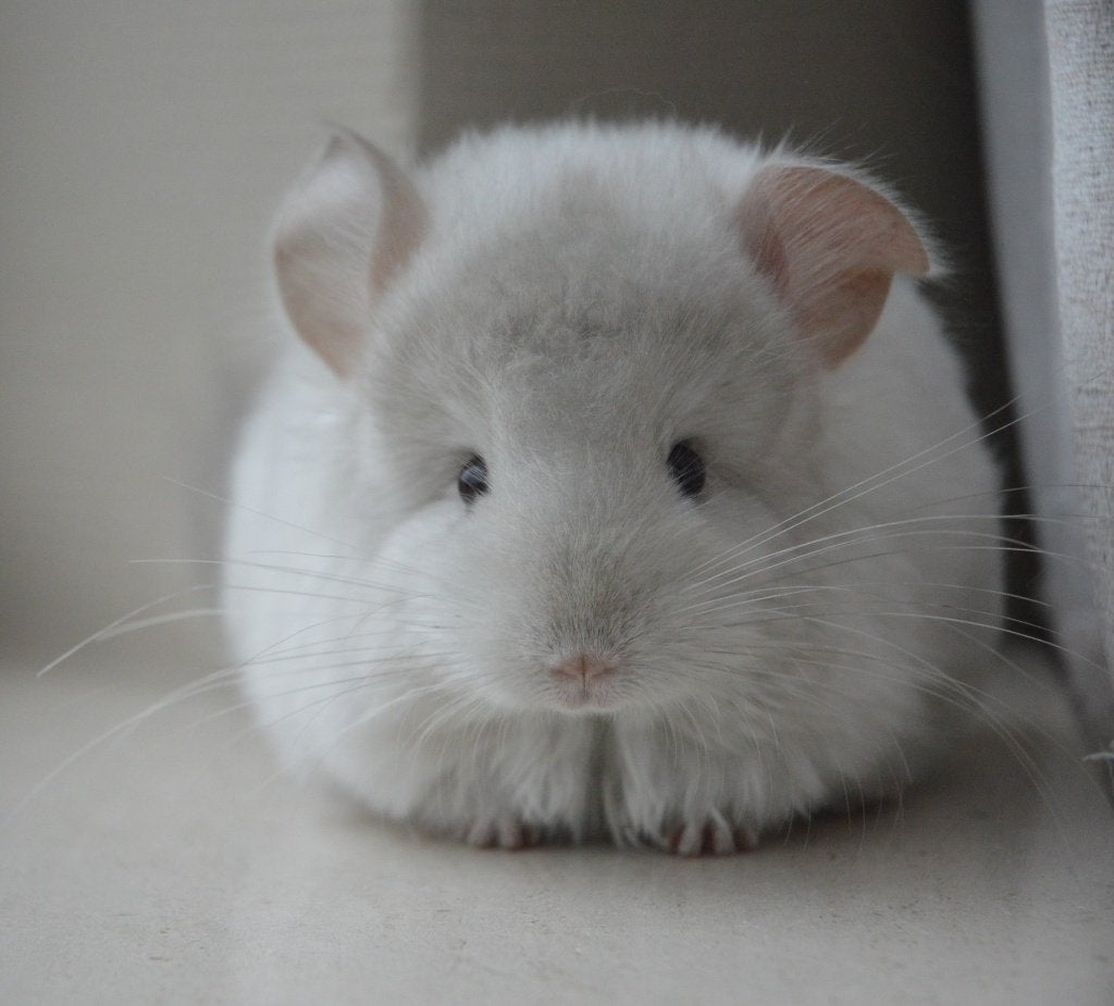 chinchilla beige violet Angora bokje, Animaux & Accessoires, Août, Chinchilla, Mâle, Domestique