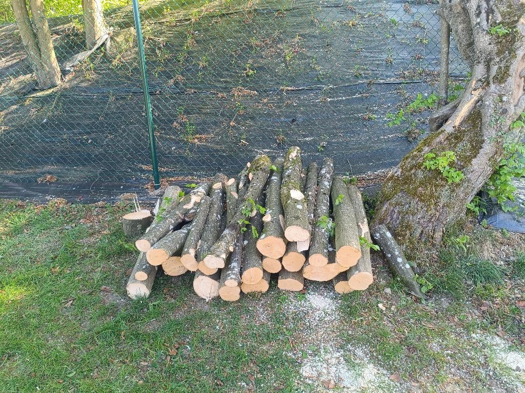 Bois de chauffage ( Charme), 3 tot 6 m³, Ophalen, Overige houtsoorten, Blokken