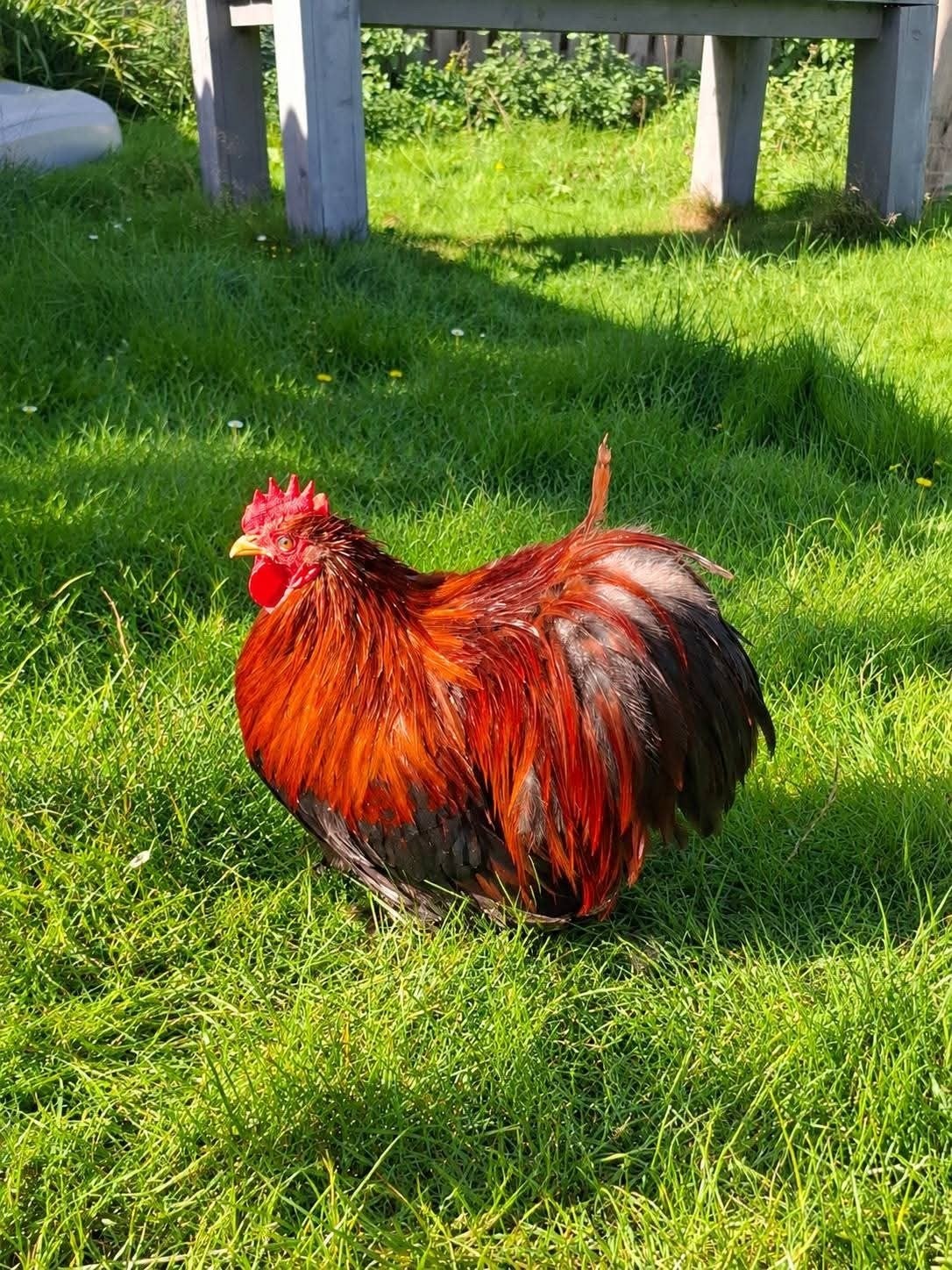Cochin kriel tentoonstellingskwaliteit, Dieren en Toebehoren, Meerdere dieren, Kip