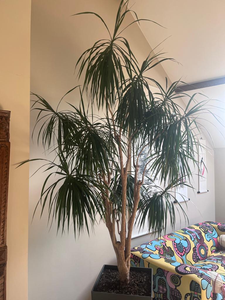 Dragonnier de Madagascar, Huis en Inrichting, Kamerplanten, Ophalen, 200 cm of meer, Overige soorten, Halfschaduw