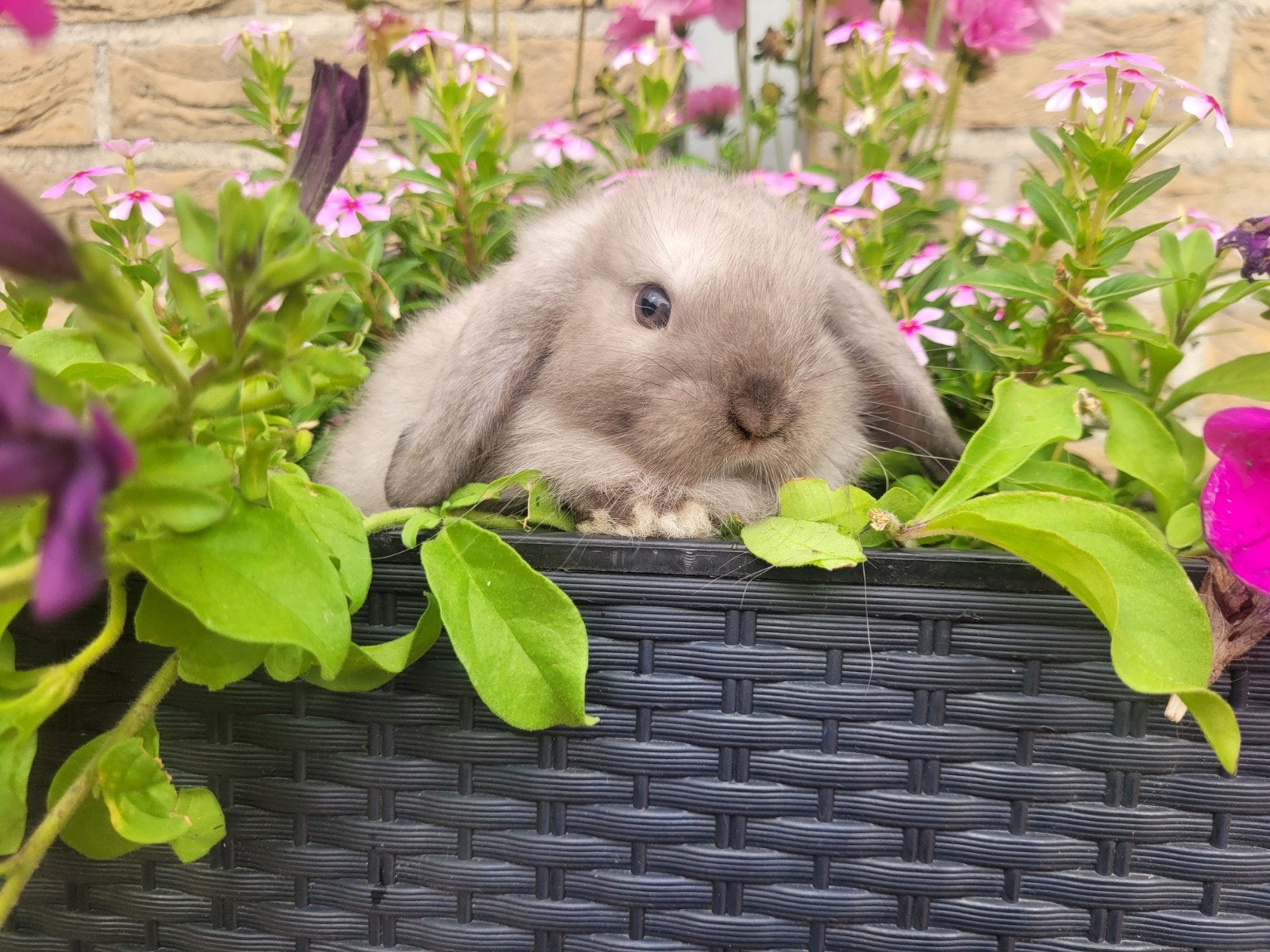 super schattige Nederlandse hangoortjes, Animaux & Accessoires, Lapins, Plusieurs animaux, Oreilles tombantes