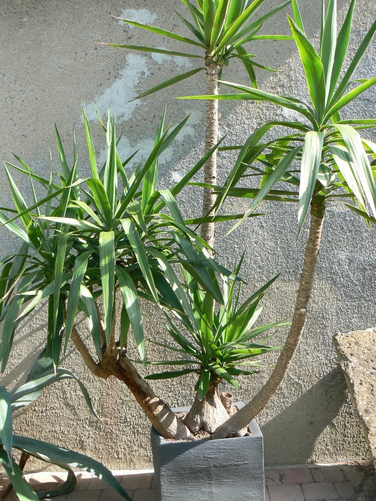 YUCCA, Vaste plant, Bloeit niet, Halfschaduw, Ophalen