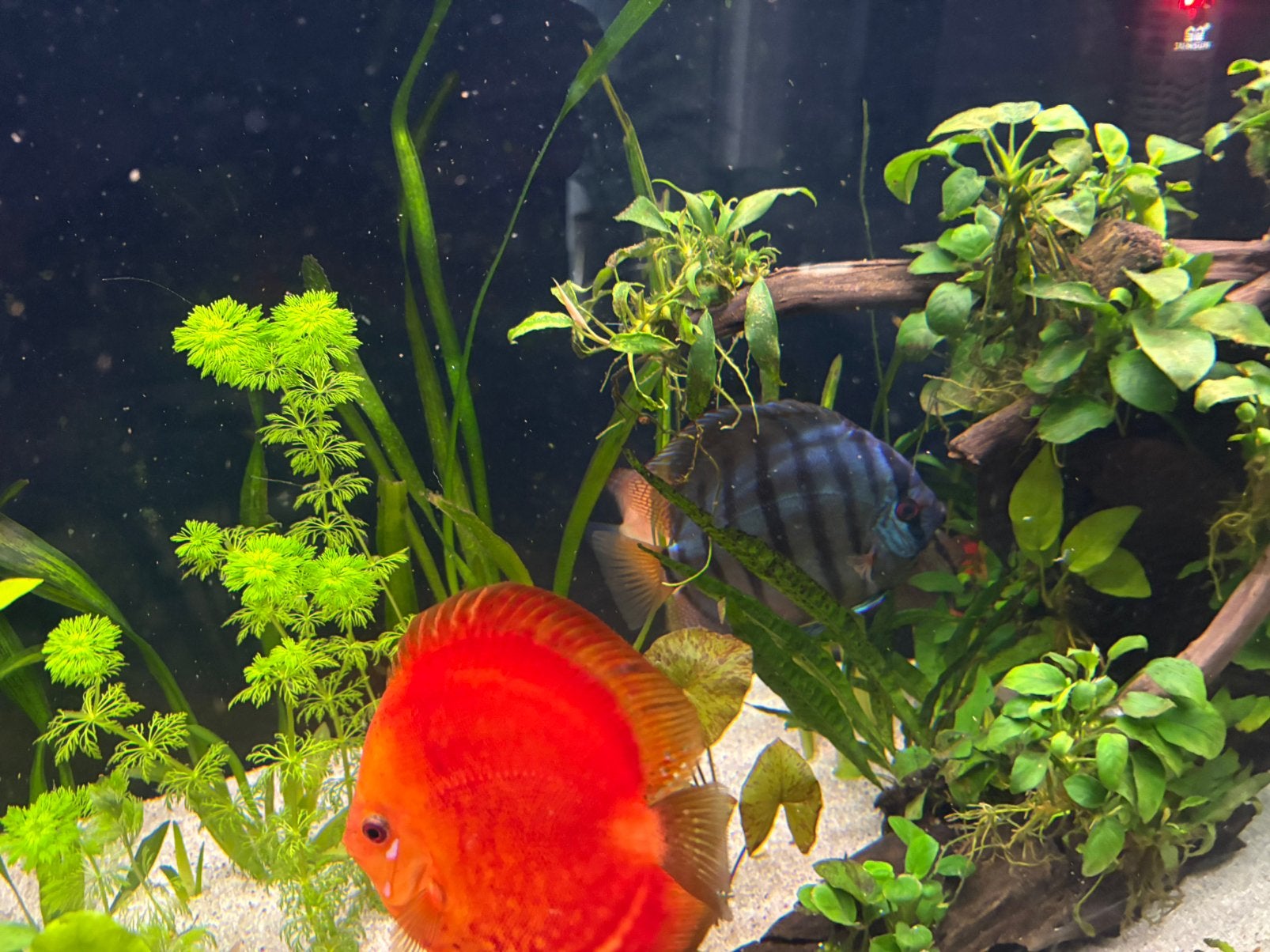 6 discussen te koop, Vis, Zoetwatervis