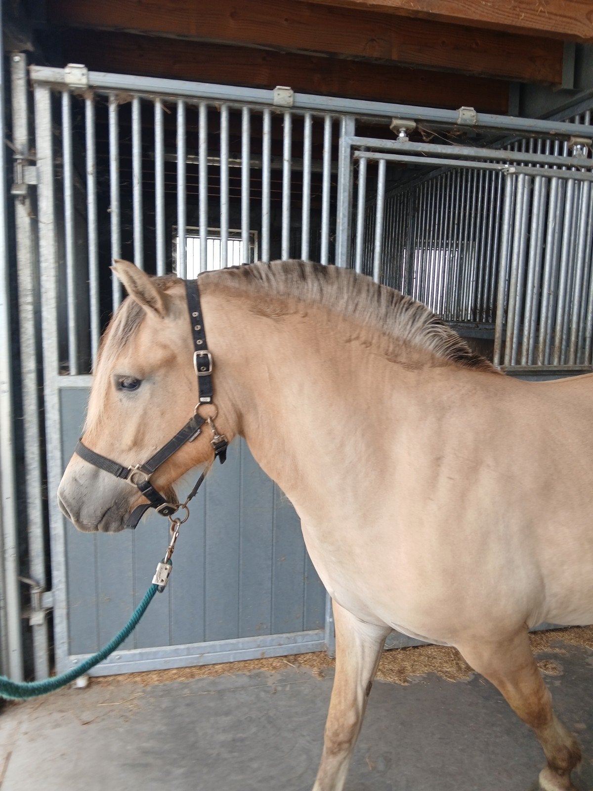 Twee jaarse merrie, Animaux & Accessoires, Chevaux