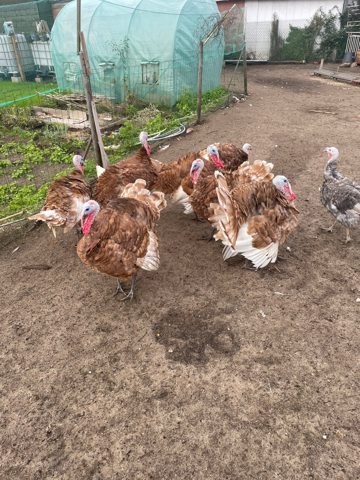 KALKOEN RODE ARDENNER HANEN, Animaux & Accessoires, Dinde