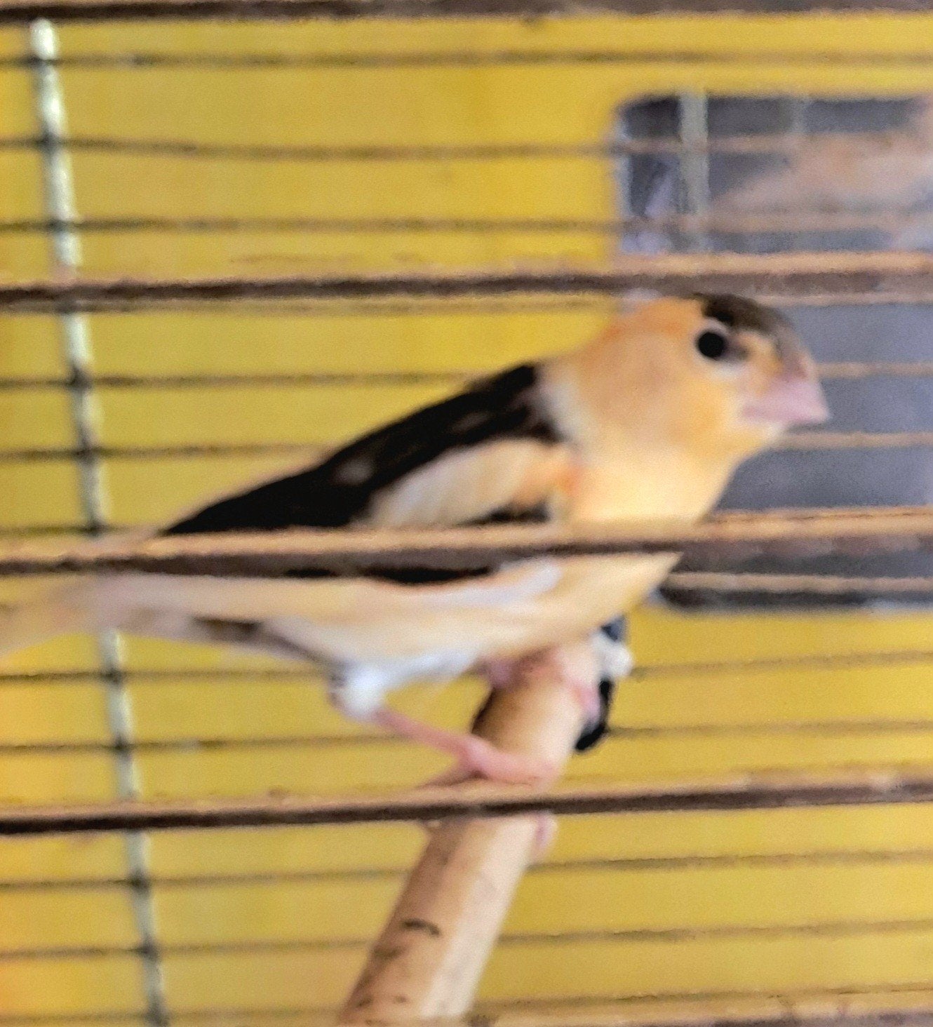 3 magnifiques jeunes canaris, à fourrure foncée, du printemp, Sexe inconnu