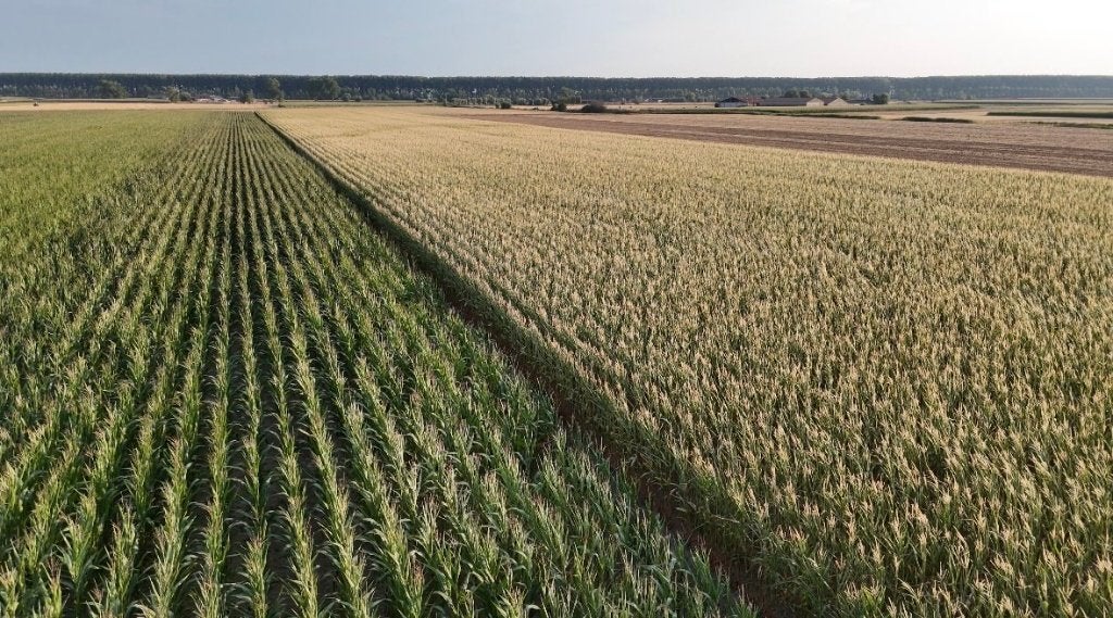 Maïs te koop !, Zakelijke goederen, Landbouw | Veevoer, Ophalen