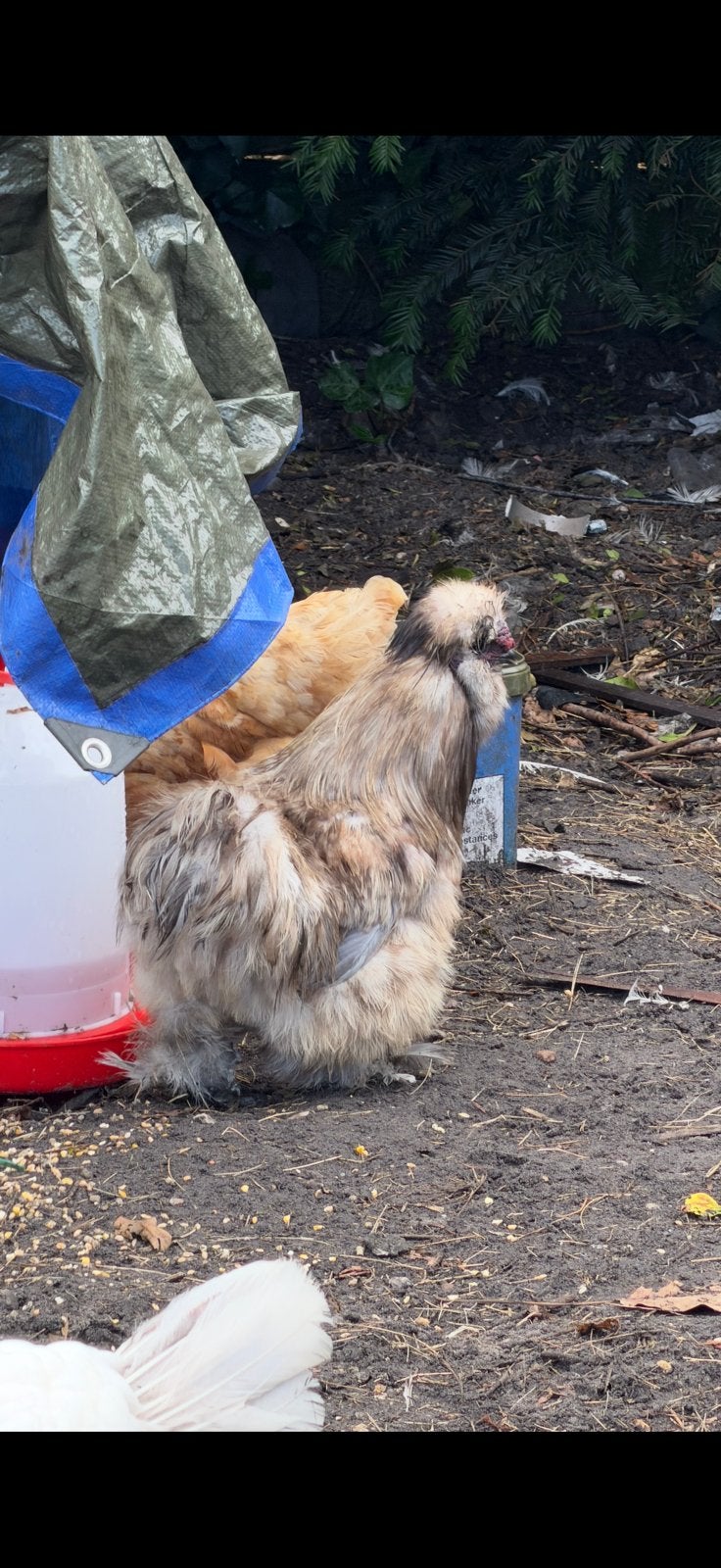 Zijdehoen haantje, Mâle, Poule ou poulet