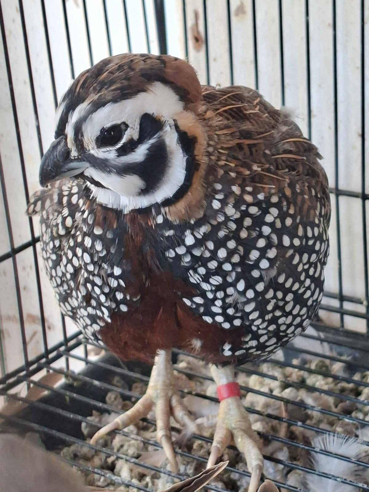 MONTEZUMA, ZWARTKOPSIJS, GOULD EN LACHDUIF, Dieren en Toebehoren