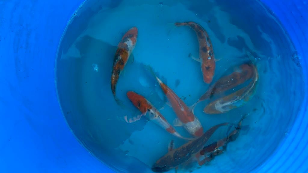 Japanse koi 15-20cm, Karper of Koi