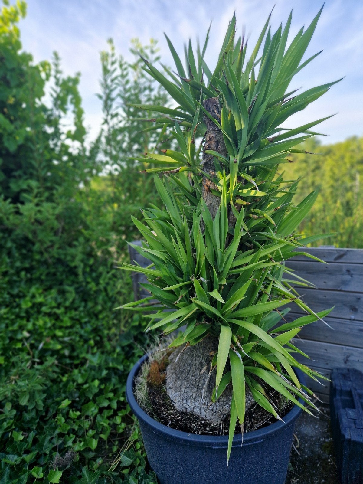 Leuke Yucca / Palmlelie – Mooie blikvanger –  1,3 à 1,4m, Ophalen, Yucca