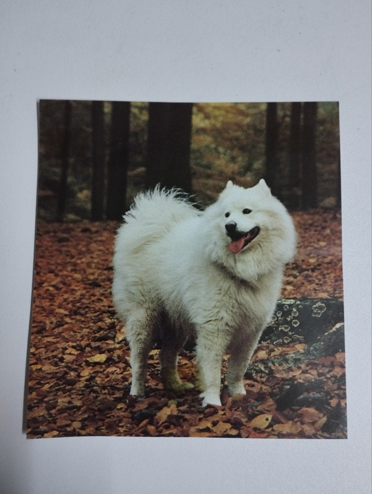 een prent over een hond ras weet ik niet kleur verschillende, Enlèvement, Gravure