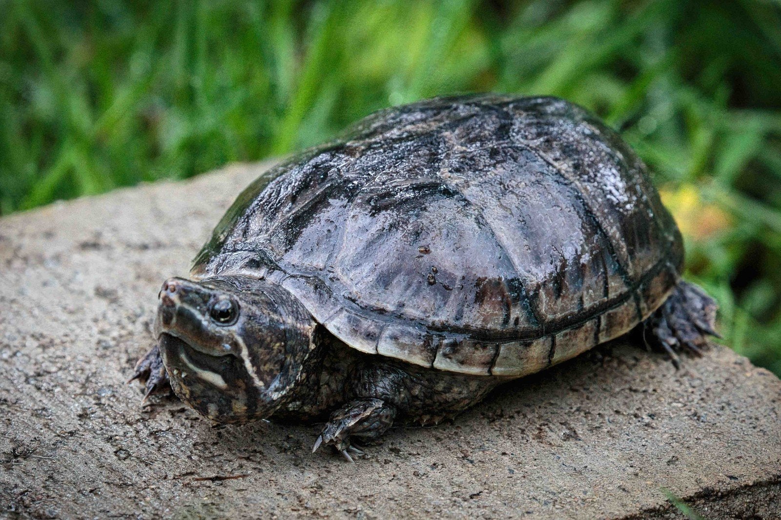 Kweekgroep muskus schildpadden