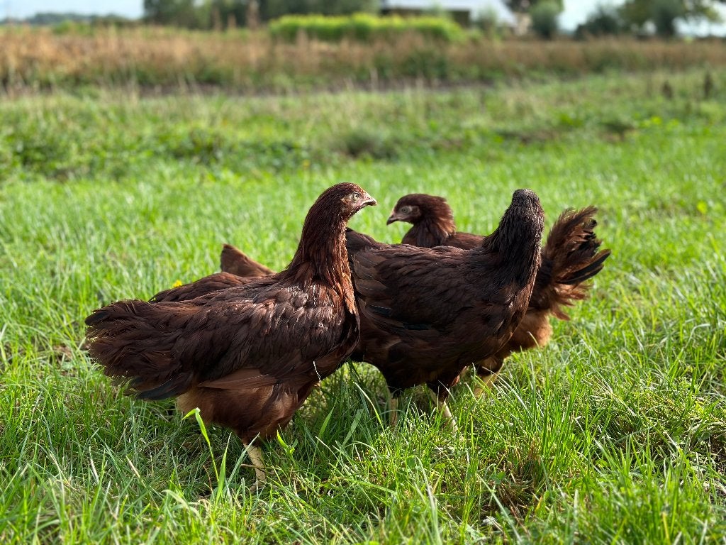 Jonge tamme Rhode Island Red kippen gesekst & ingeënt, Dieren en Toebehoren, Vrouwelijk, Kip