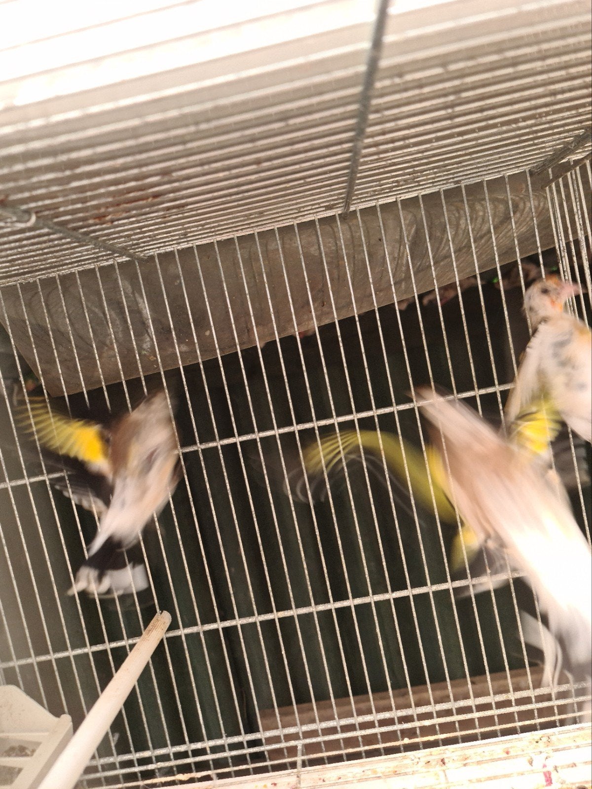 putters vogels