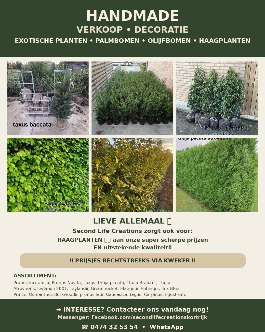 ‼️haagplanten aan stuntprijzen ️0474 32 53 54, Ophalen, Taxus