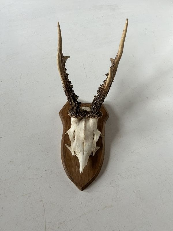Ree gewei op plankje - taxidermie, Ophalen of Verzenden, Gebruikt, Hert, Gewei of Kop