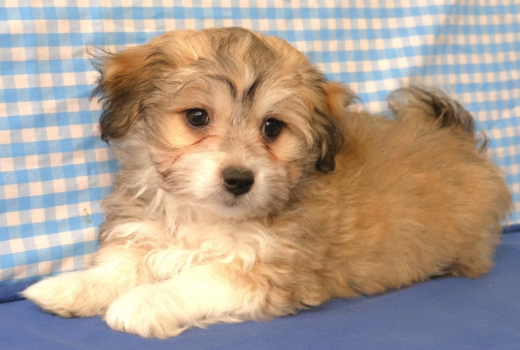 Super leuke Havanezer pups!, 15 weken tot 1 jaar, Overige rassen, Buitenland, CDV (hondenziekte)