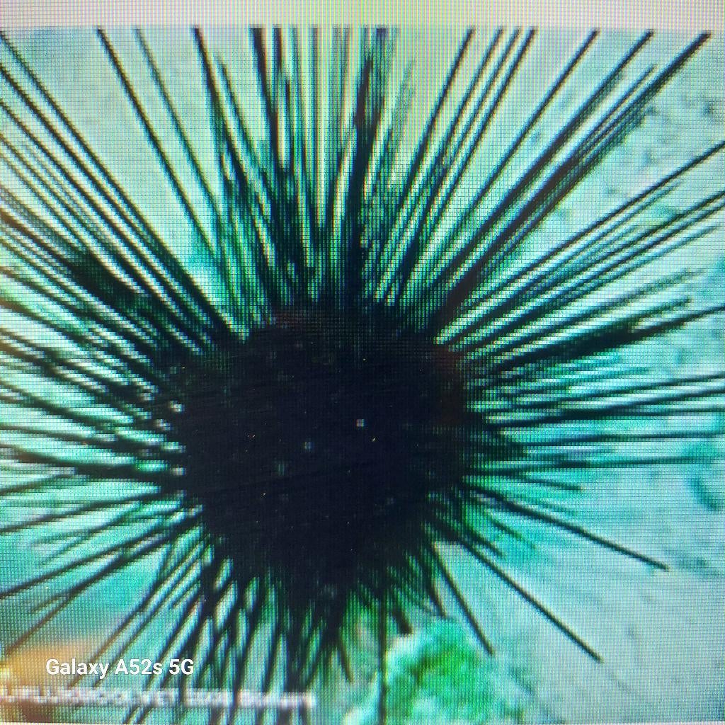 ik zoek, Dieren en Toebehoren, Vissen | Aquaria en Toebehoren, Ophalen, Gebruikt, Gevuld zeewateraquarium