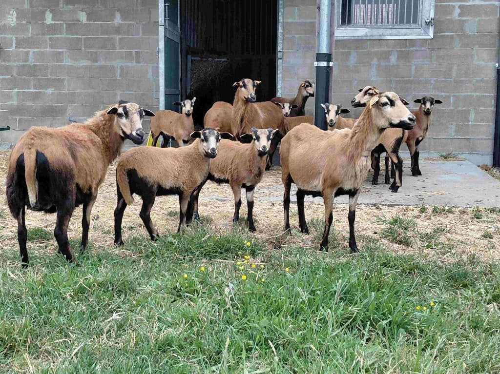 Kameroenschapen - Djallonké schapen, Dieren en Toebehoren, Meerdere dieren, Schaap, 0 tot 2 jaar