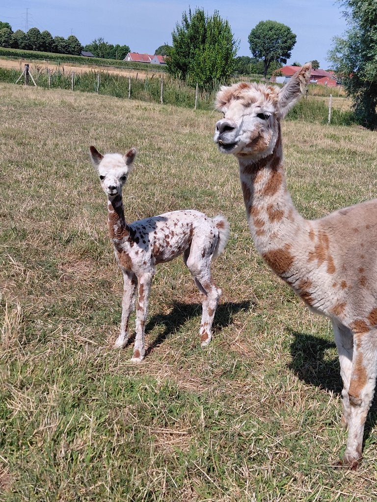 Appaloosa hengst veulentje, Juin, Mâle