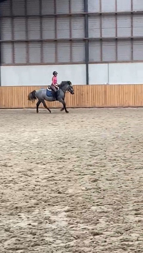 Prachtige 4-jarige merrie, Jument, M