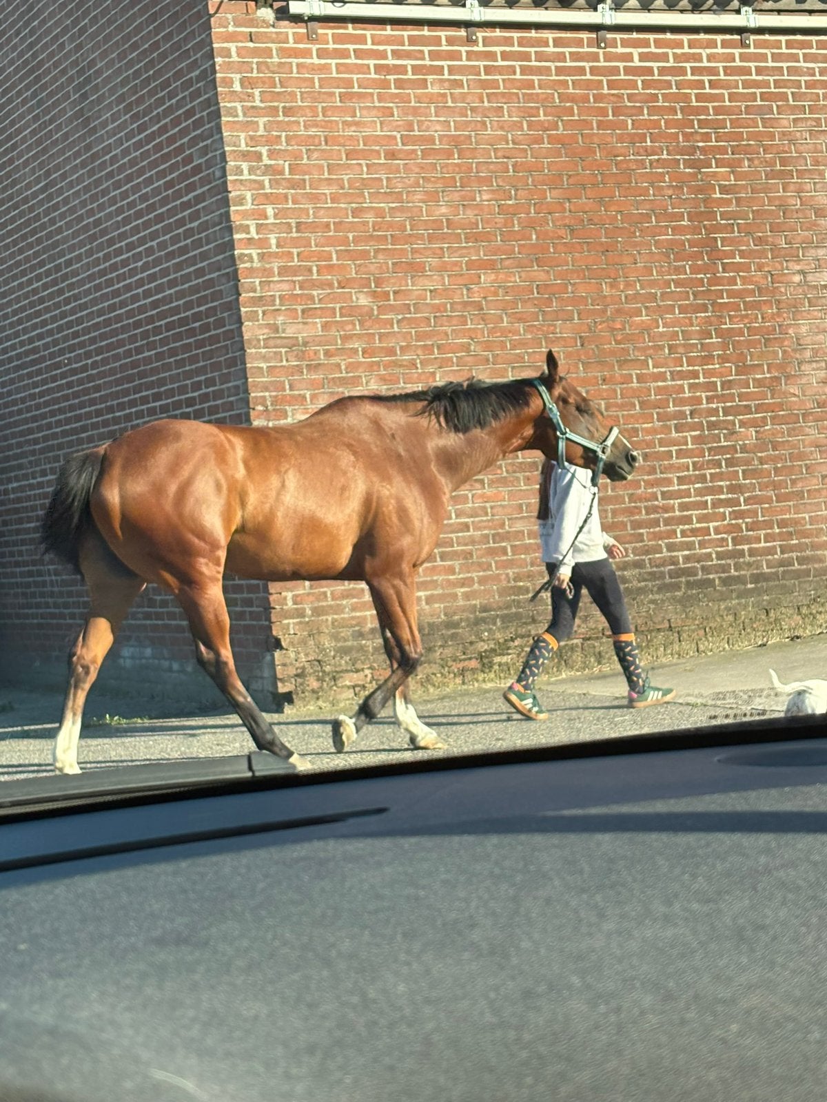 Brave merrie te koop!, Avec pedigree, Débourré, 160 à 165 cm, Cheval de récréation