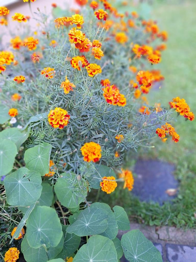 Tagetes, stinkertjes of afrikaantjes zaden, Ophalen, Gehele jaar, Zaad