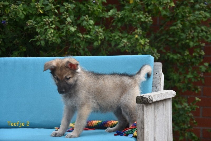 Prachtige grauwe Duitse Herder pup, Maladie de Carré (chiens), Plusieurs, Belgique, Berger