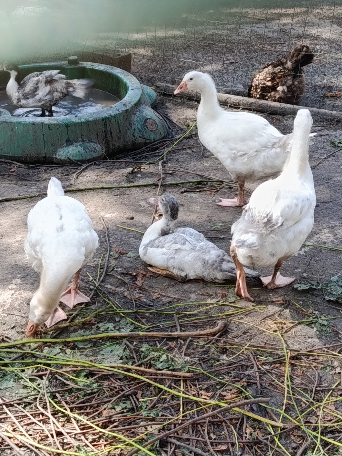 Jonge ganzen, Sexe inconnu, Oie ou Cygne