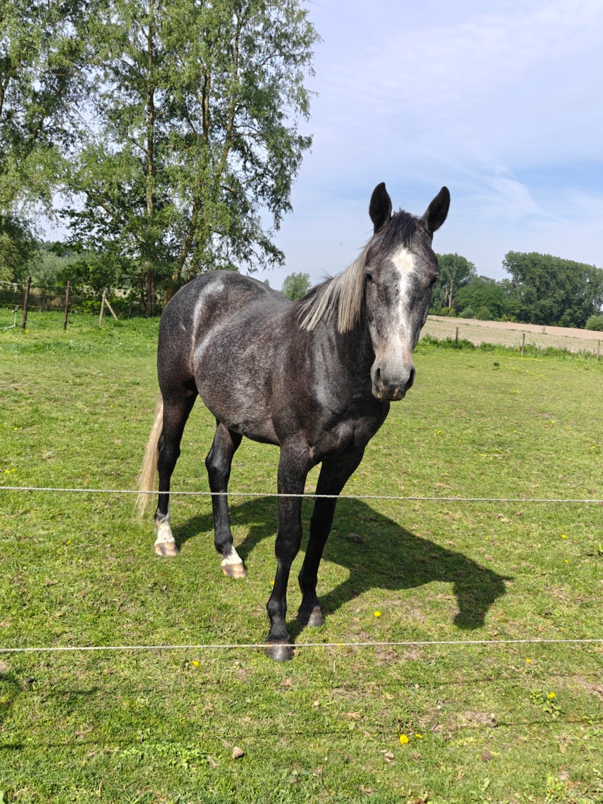 3 jarige bwp ruin, Animaux & Accessoires, Chevaux, Hongre, Débourré, Moins de 160 cm, 3 à 6 ans, Cheval de saut, Avec pedigree