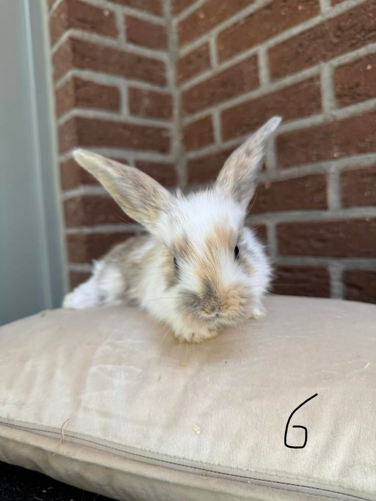 Nestje Franse hangoor x Duitse reus, Hangoor
