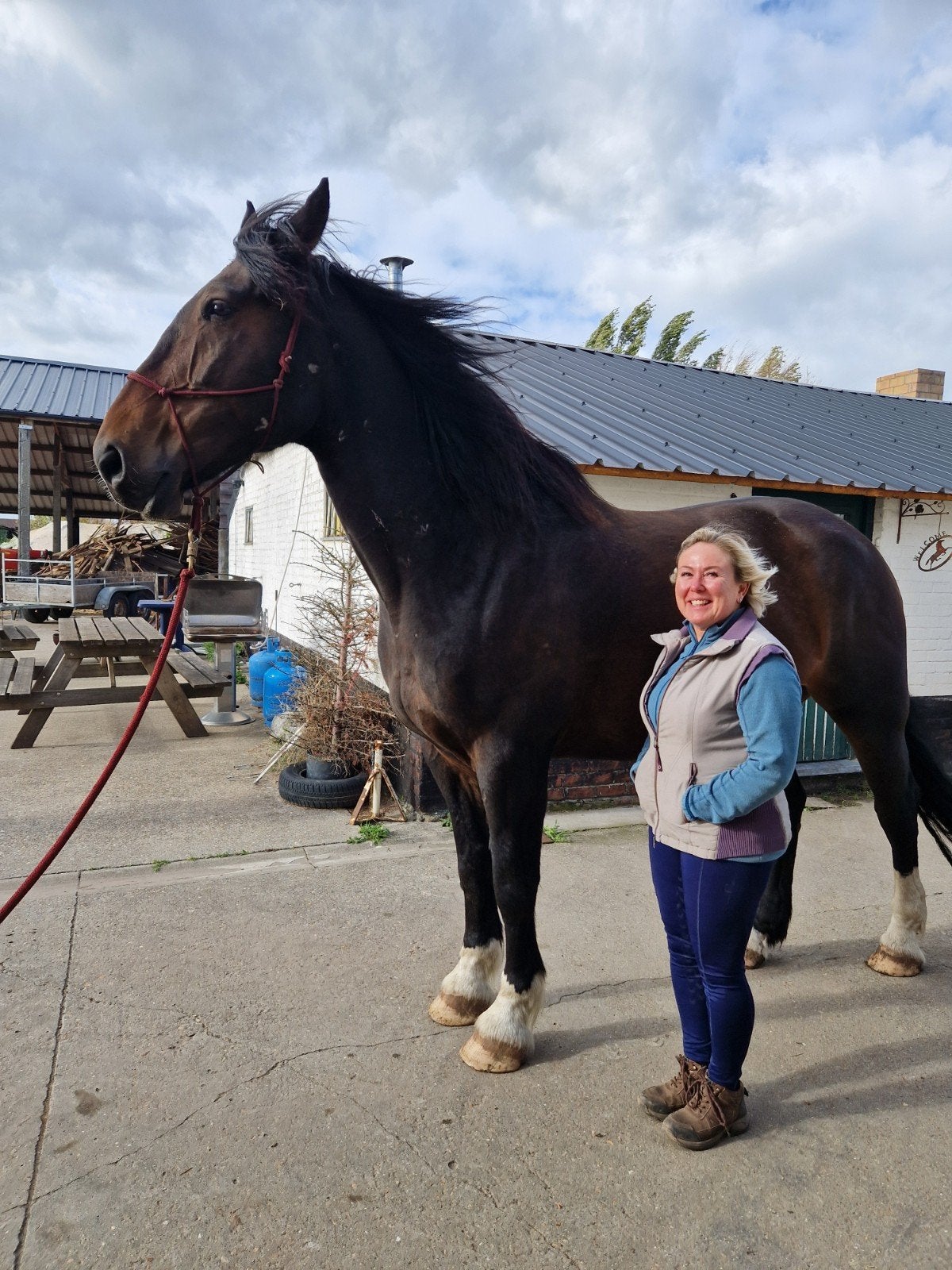 Recreatief braaf paard, Dieren en Toebehoren, Paarden, Ruin