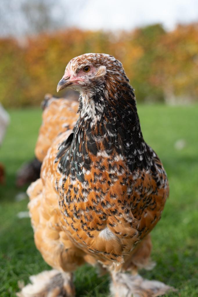 Broedeieren Brahma, Geslacht onbekend, Kip
