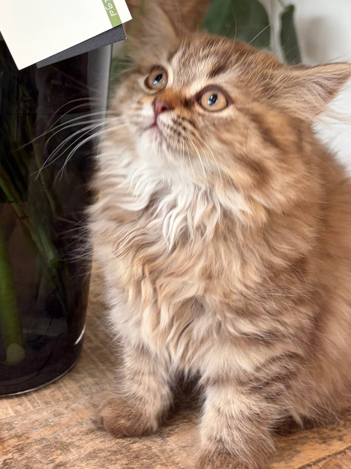 Britse Korthaar & Langhaar kittens, Dieren en Toebehoren, Meerdere dieren, Gechipt, 0 tot 2 jaar