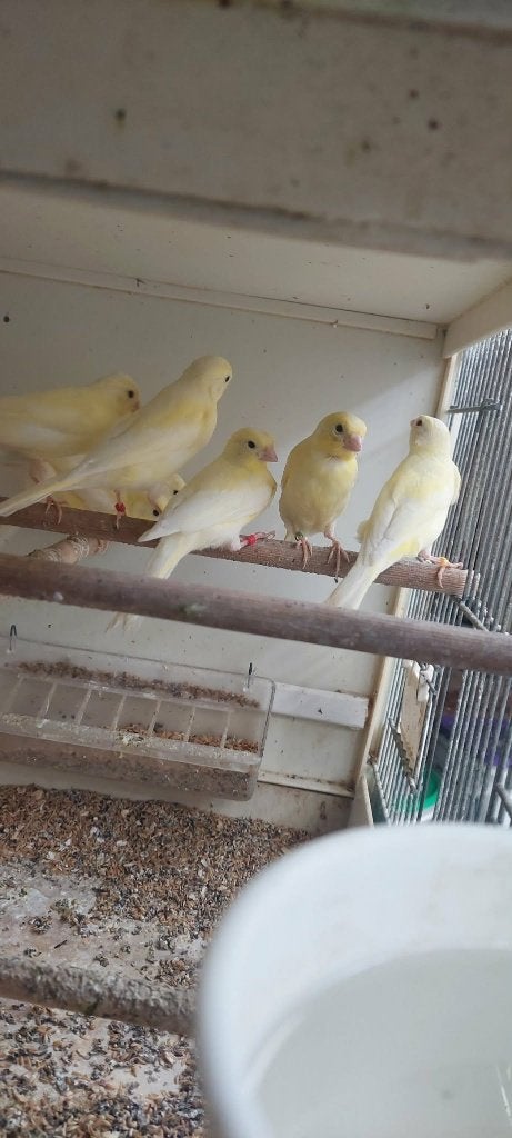 Gele kanaries, Dieren en Toebehoren