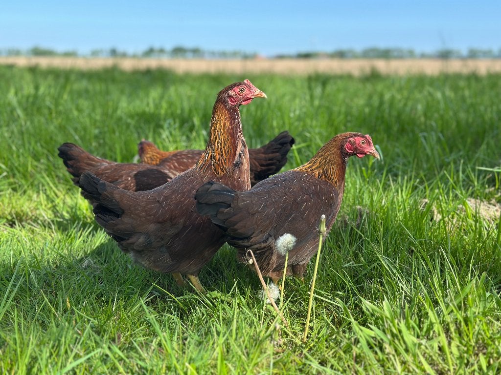 Jonge tamme Welsumer kriel kippen gesekst en ingeënt, Dieren en Toebehoren, Pluimvee