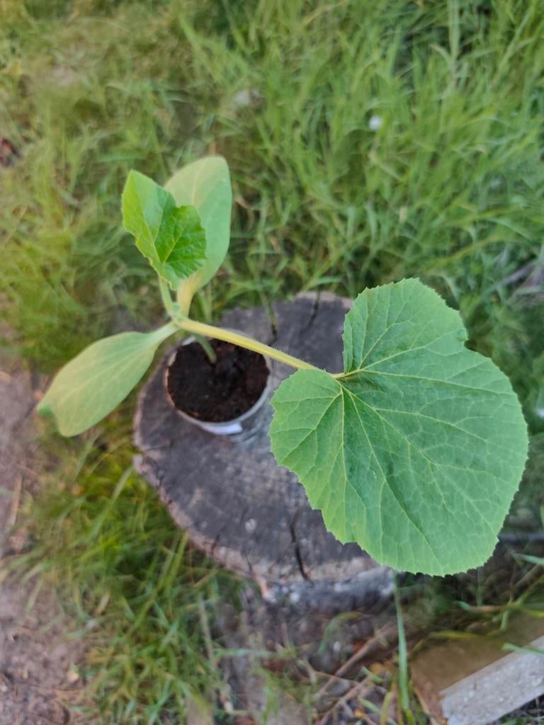 Bol Courgette Planten, Tuin en Terras, Ophalen