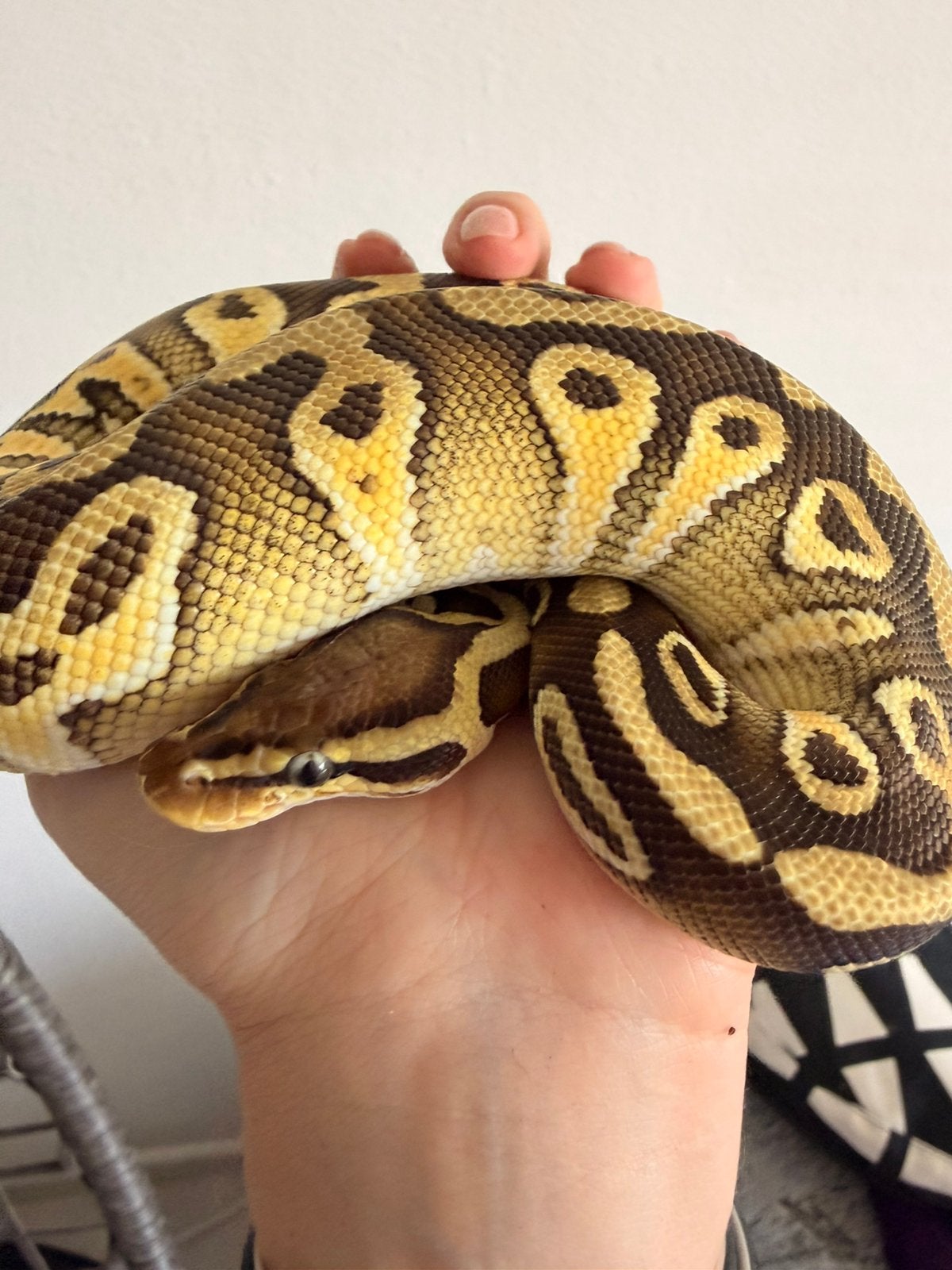 0.1 Python regius 9’25, Animaux & Accessoires, Reptiles & Amphibiens, Serpent