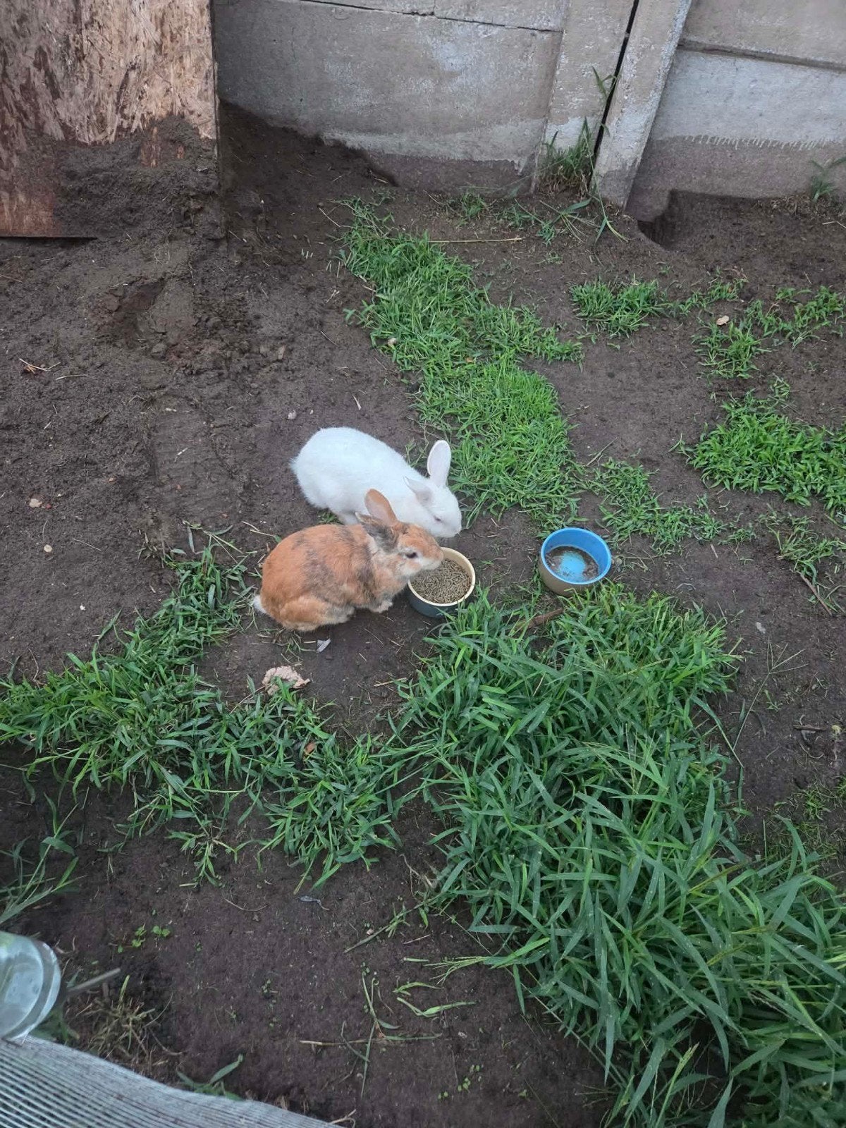 zoeken forever home, Meerdere dieren, Dwerg, 0 tot 2 jaar