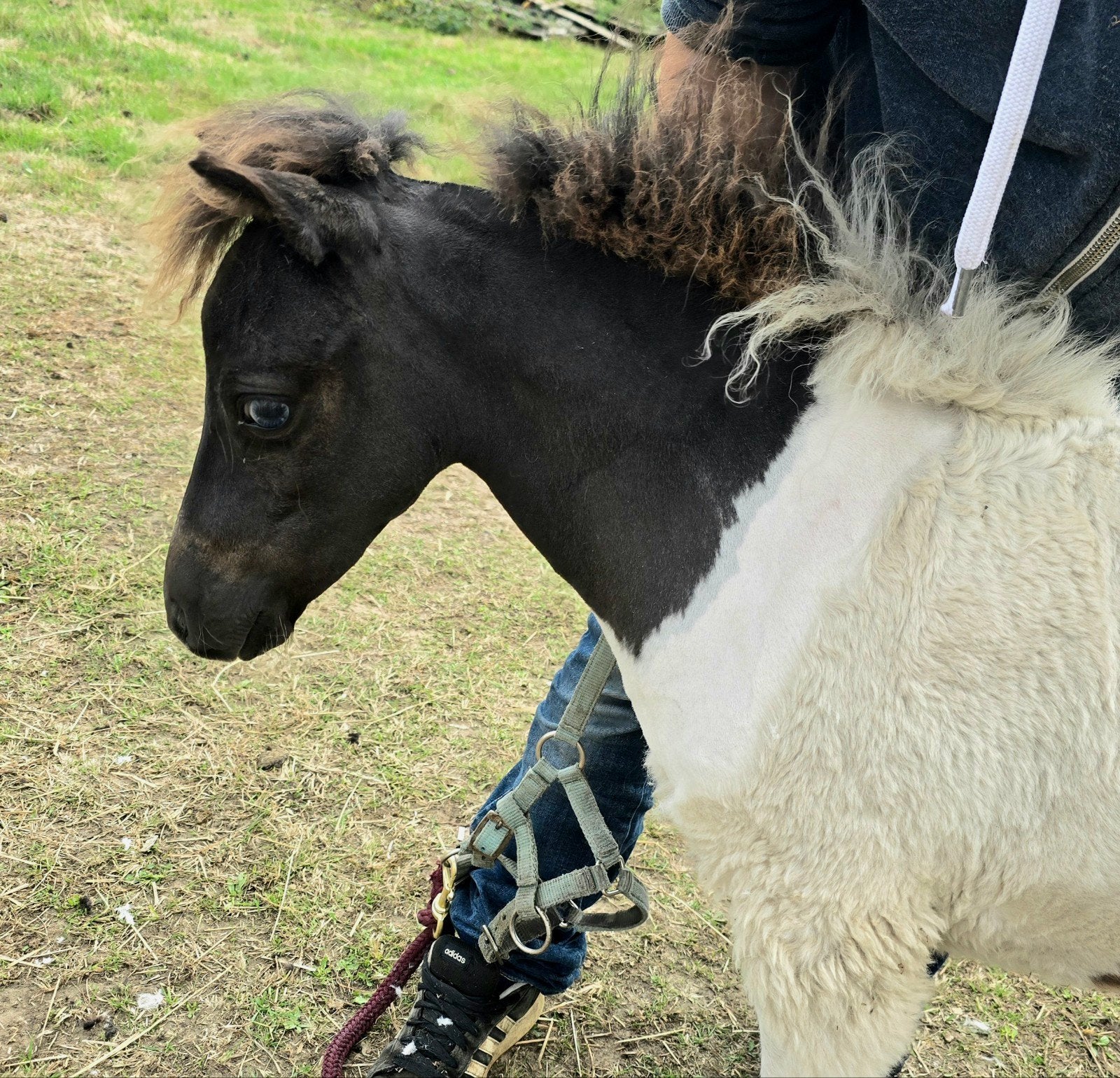 prachtig zwart bont nmprs mini hengstje, Dieren en Toebehoren, Pony's