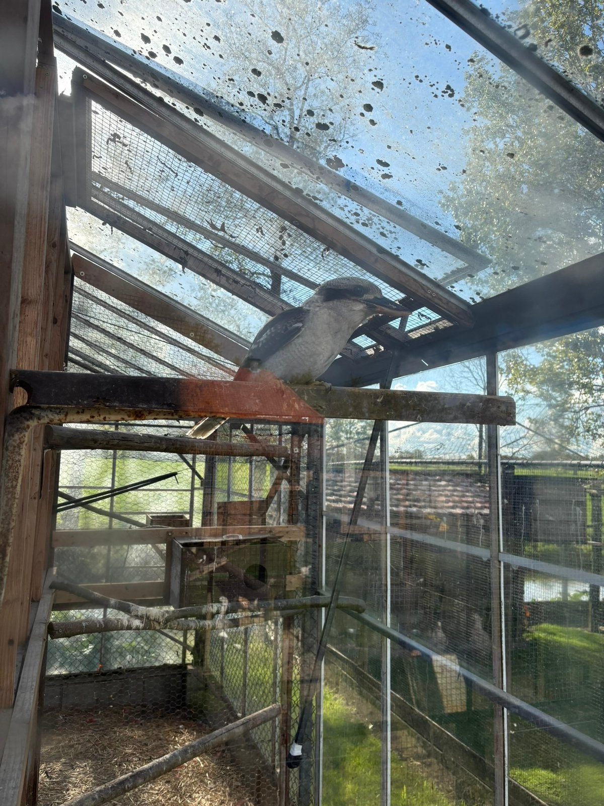 Kookaburra