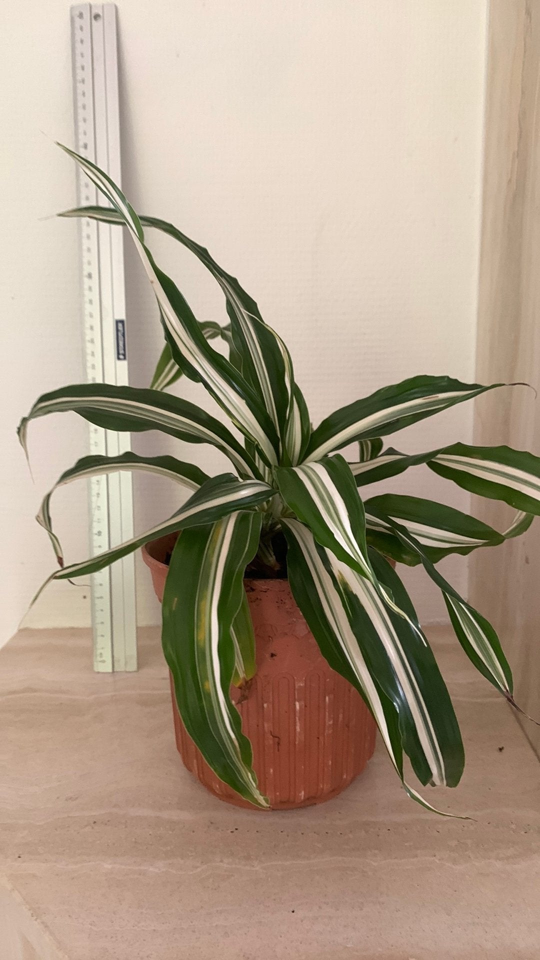 Dracaena fragrans 'White Jewel', drakenbloedboom., Huis en Inrichting, Ophalen, Halfschaduw