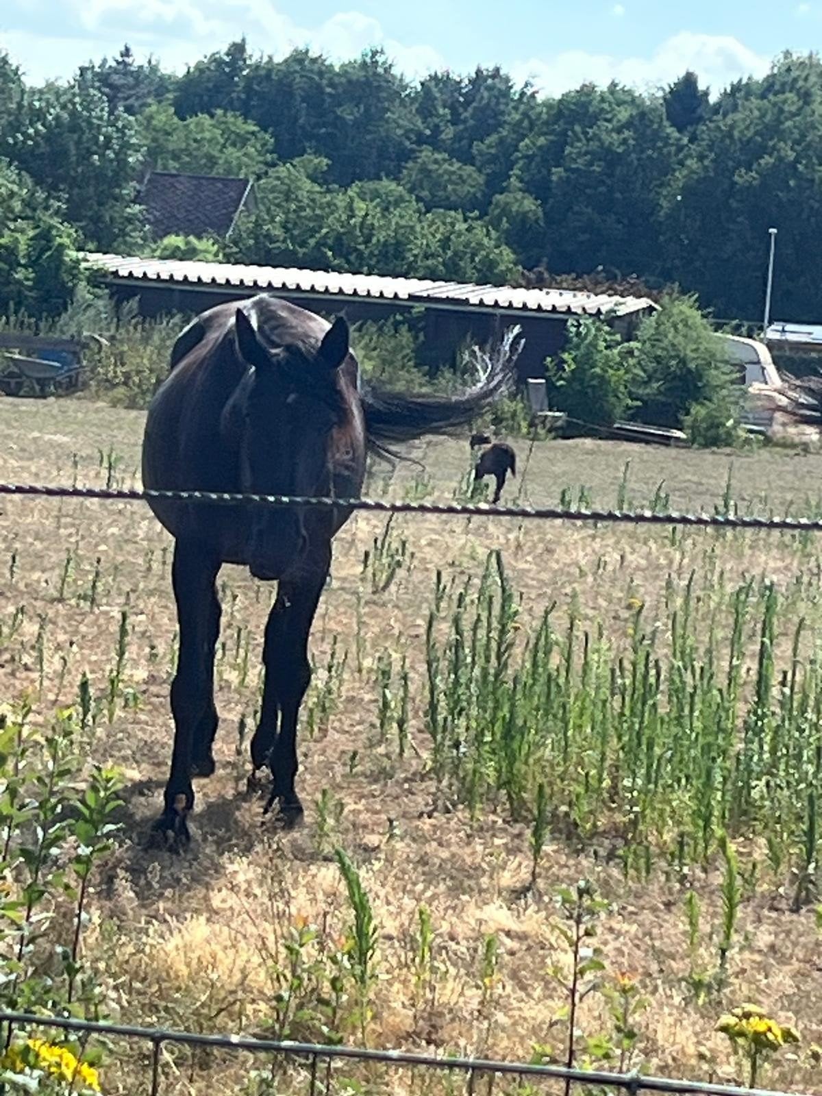 jardin fiable, Vermifugé, 11 ans ou plus, Hongre, Débourré