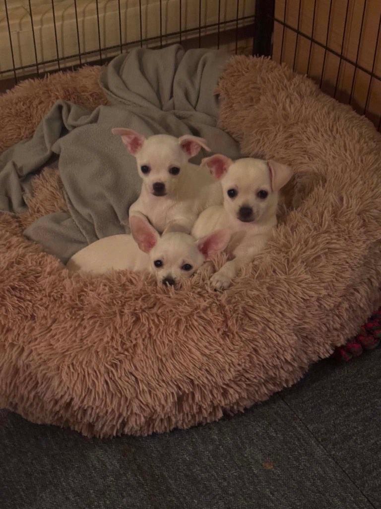 3 chihuahua pups  lees info aub, Dieren en Toebehoren, Parvo, België, Fokker | Hobbymatig, 8 tot 15 weken