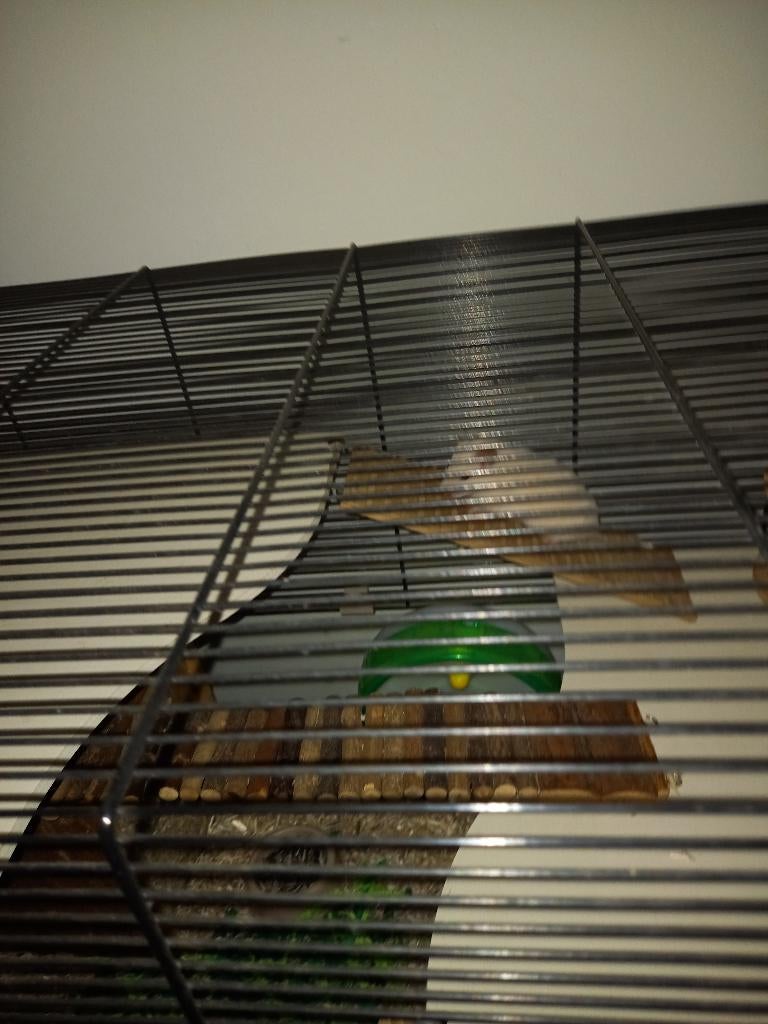 goudhamster, Dieren en Toebehoren, Knaagdieren, Januari, Mannelijk, Hamster