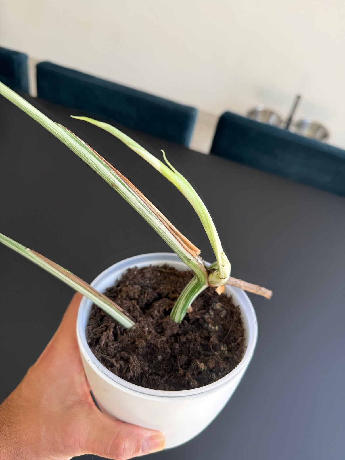 Monstera Deliciosa Albo, Enlèvement, Autres espèces, Moins de 100 cm